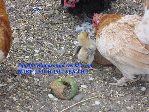 broody-hen-teaching-chick